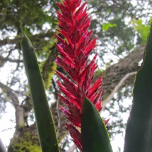 Pink flower of the Bromeliad